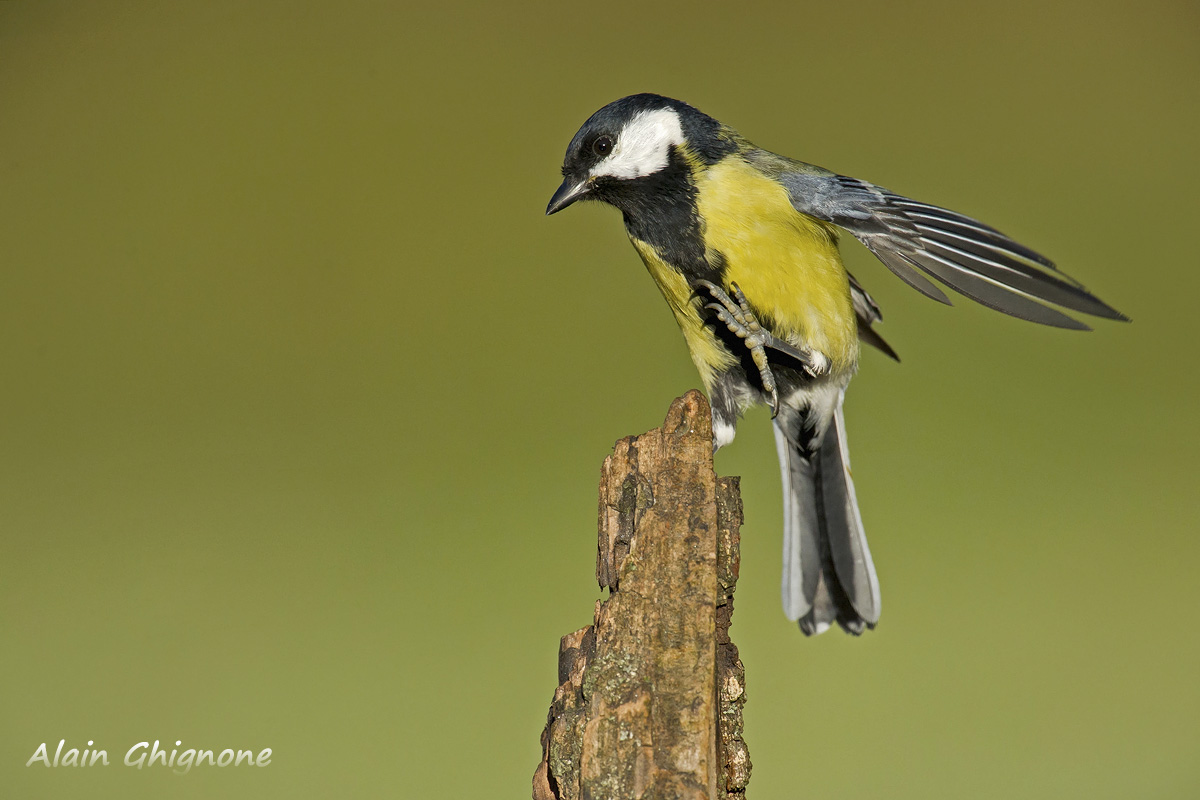 pot-pourri di cince... e non solo...